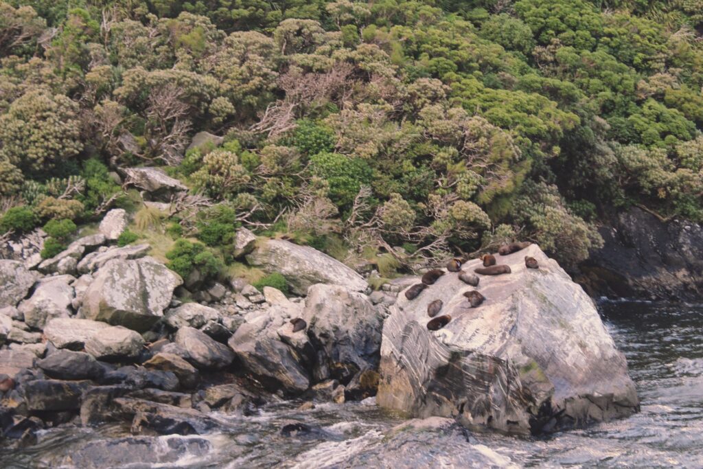 seals in milford sound, new zealand.