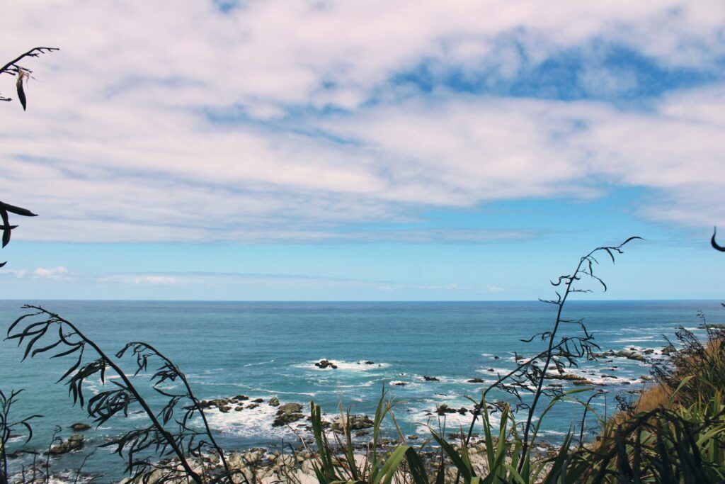 photo of ocean in kaikoura, new zealand. plants in foreground