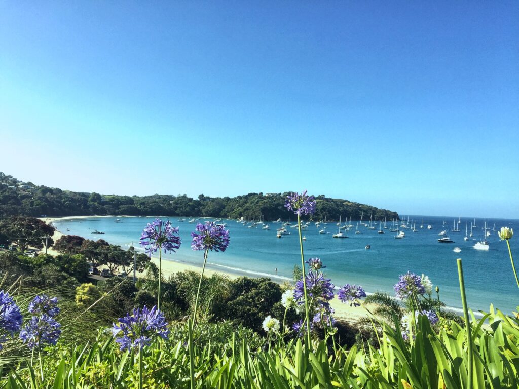 view of beach just north of auckland, new zealand. boats are anchored in the bay and purple flowers in the foreground