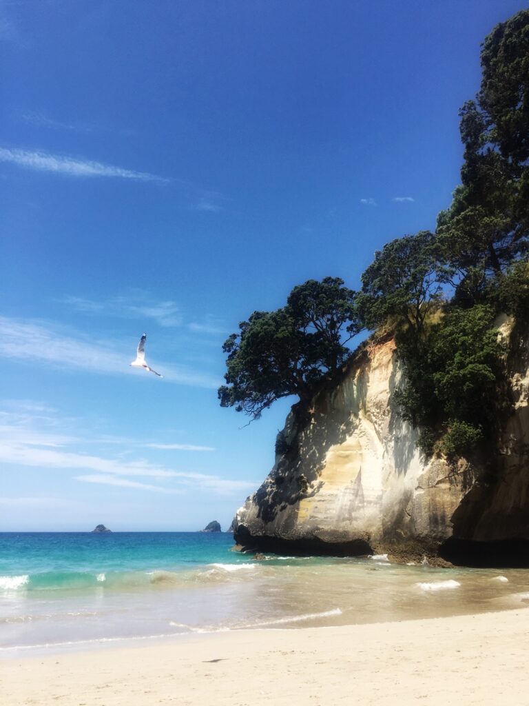 cathedral cove, new zealand. sea, sand, cliffs and bird flying overhead