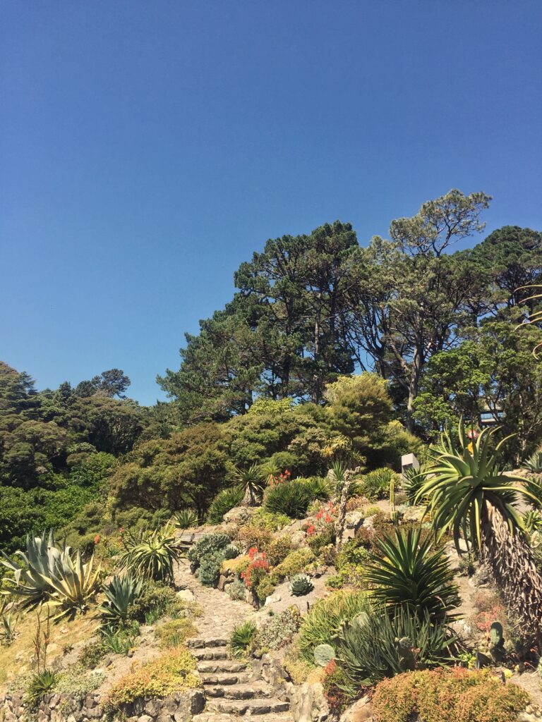 wellington botanic gardens, new zealand- lot of trees and plants