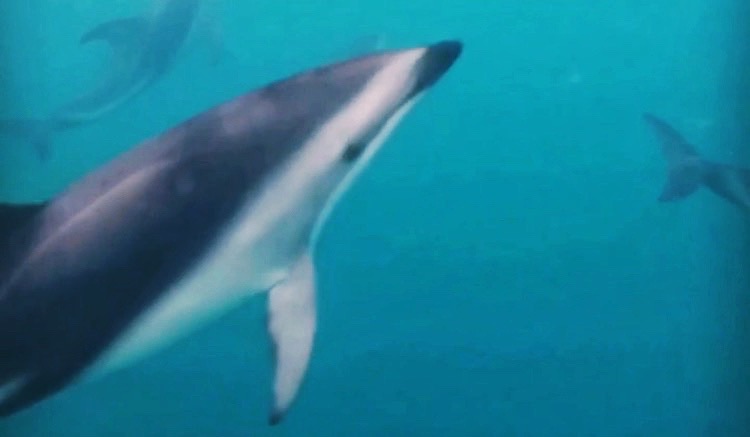 swimming with dolphins, kaikoura, new zealand