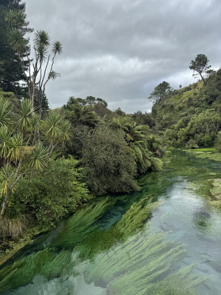 blue springs, new zealand. river with clear water and mossy bottom