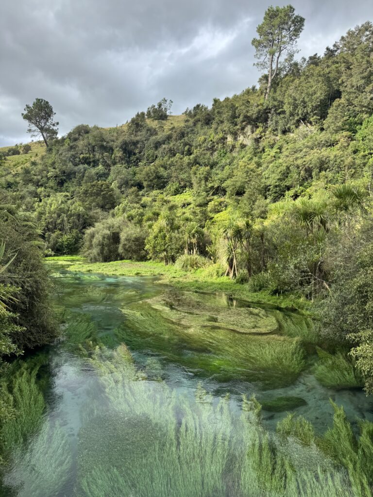 blue springs, new zealand. river with clear water and mossy bottom