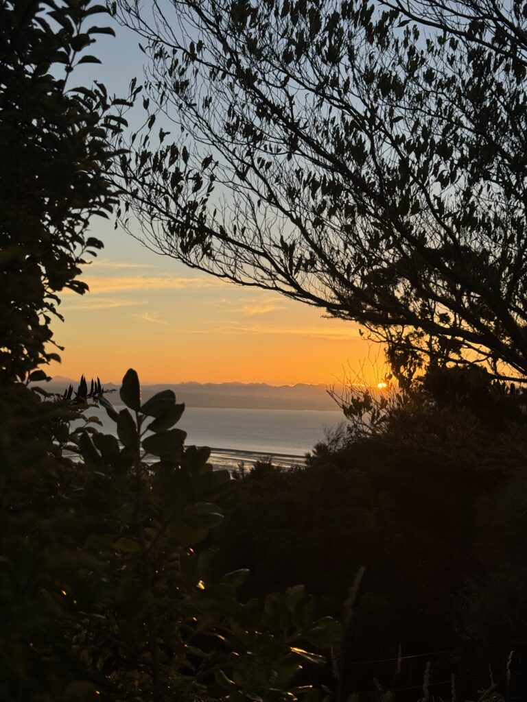 sunset photo outside of nelson, new zealand. silhouettes of trees foreground, sunset and ocean in background