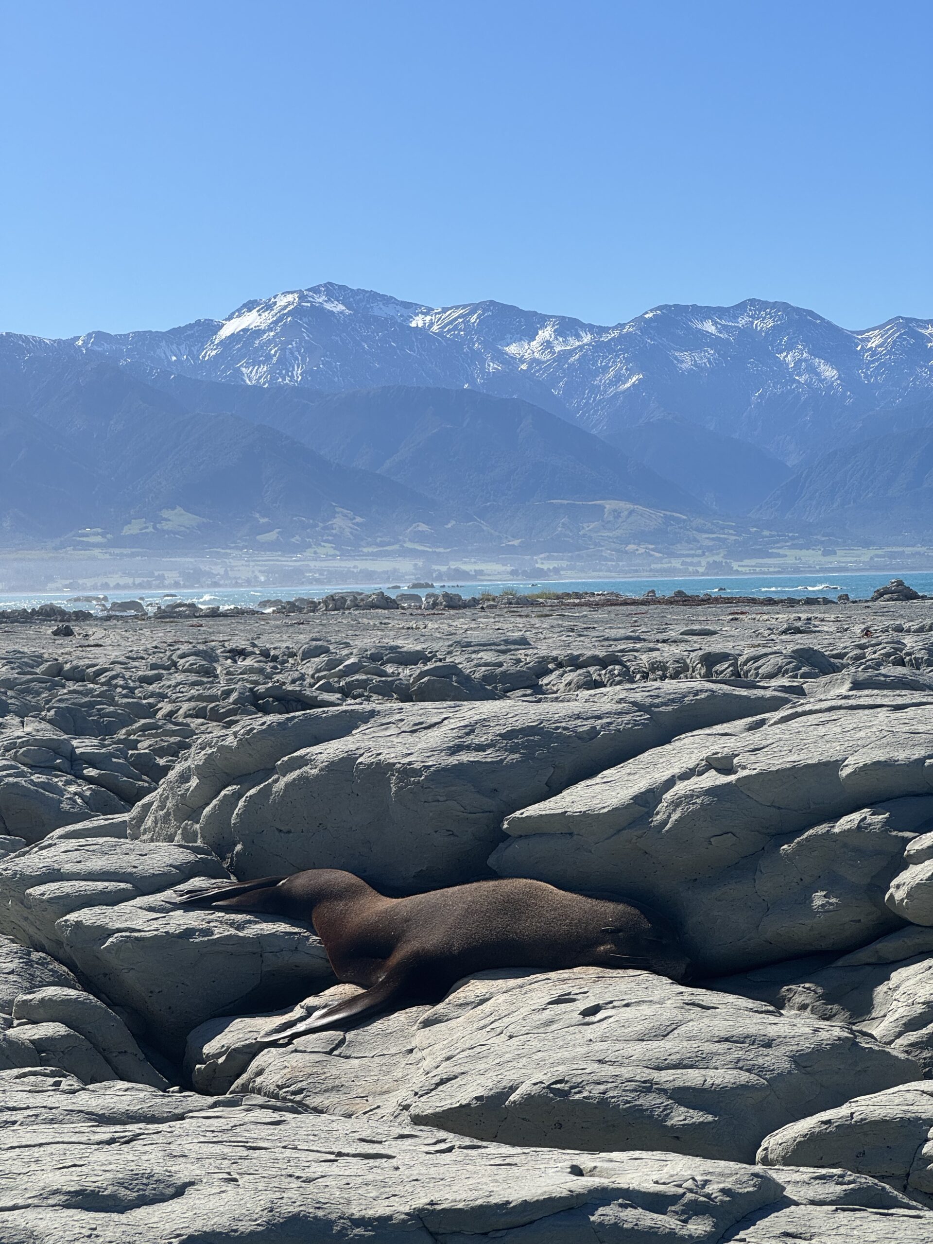 seal with snowcapped mountains in background in kaikoura, new zealand
