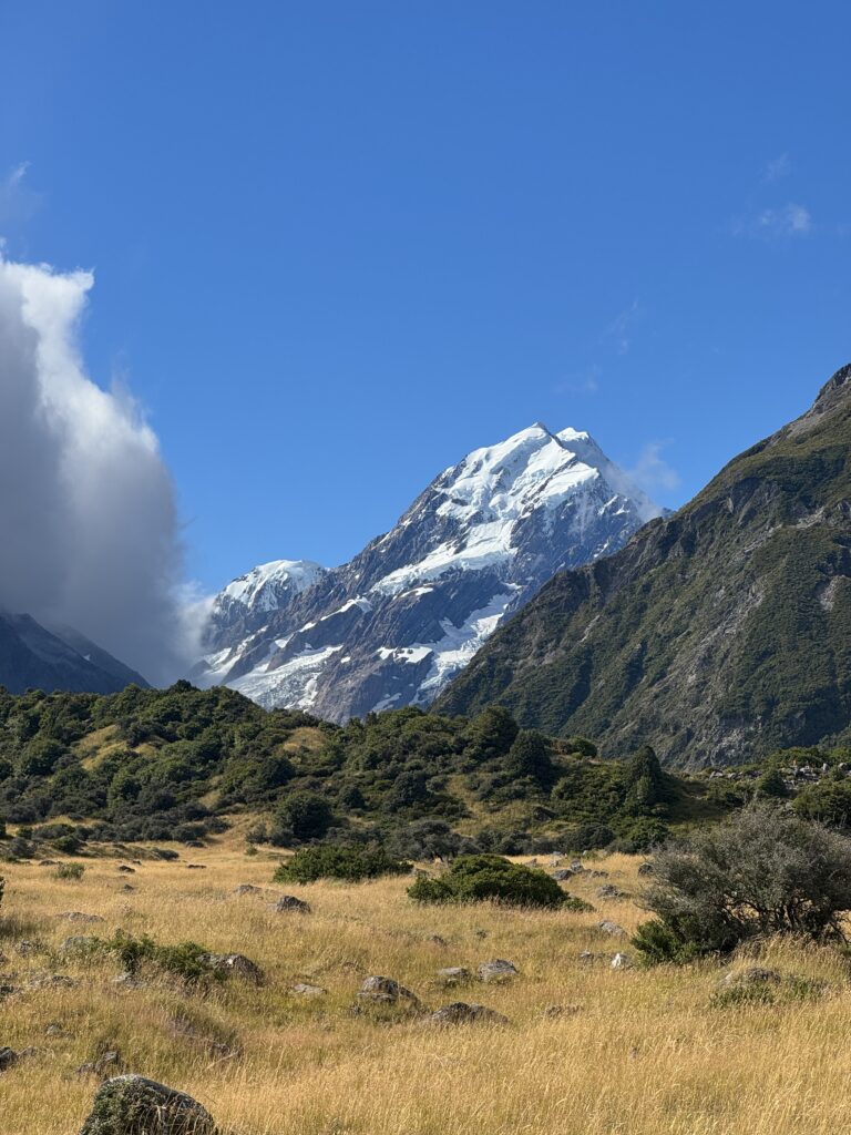 snow covered mount cook, new zealand. field and bushes in foreground