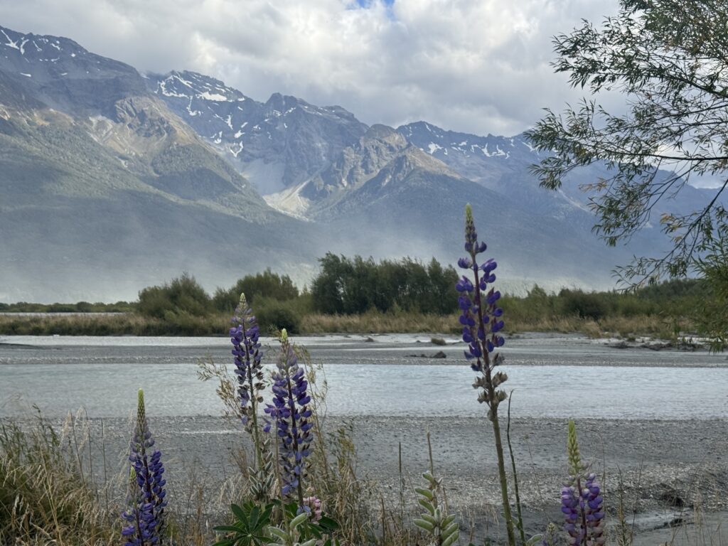 lake and snow capped mountains, glenorchy, new zealand. purple flowers in foreground