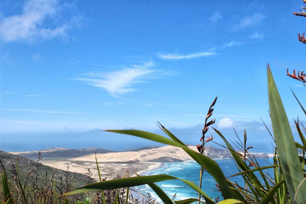 te werahi beach track with view of beach and ocean in background, new zealand. plants framing photo in foreground